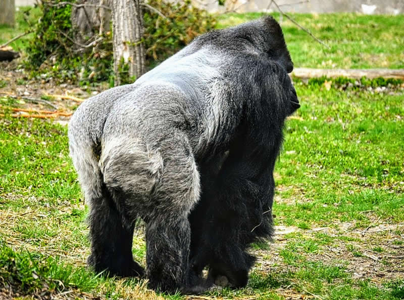 Gurushots Amazzing Annimals Winners Photo Challenge