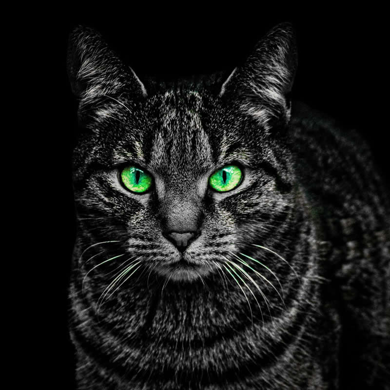 Gurushots Amazzing Annimals Winners Photo Challenge