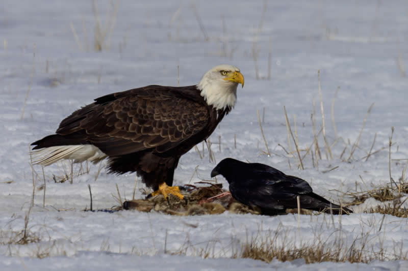 Gurushots Amazzing Annimals Winners Photo Challenge