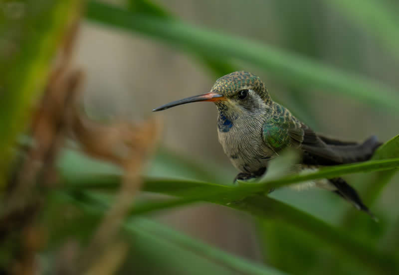 Gurushots Amazzing Annimals Winners Photo Challenge