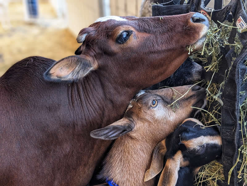 Gurushots Amazzing Annimals Winners Photo Challenge