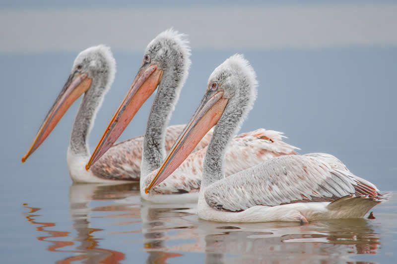 Gurushots Amazzing Annimals Winners Photo Challenge