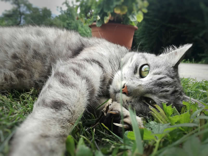 Gurushots Amazzing Annimals Winners Photo Challenge