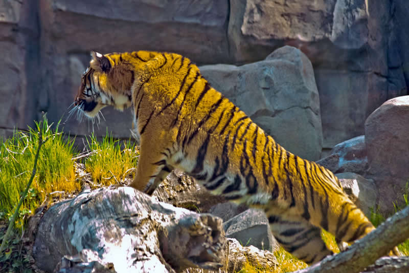 Gurushots Amazzing Annimals Winners Photo Challenge