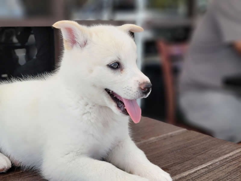 Gurushots Amazzing Annimals Winners Photo Challenge