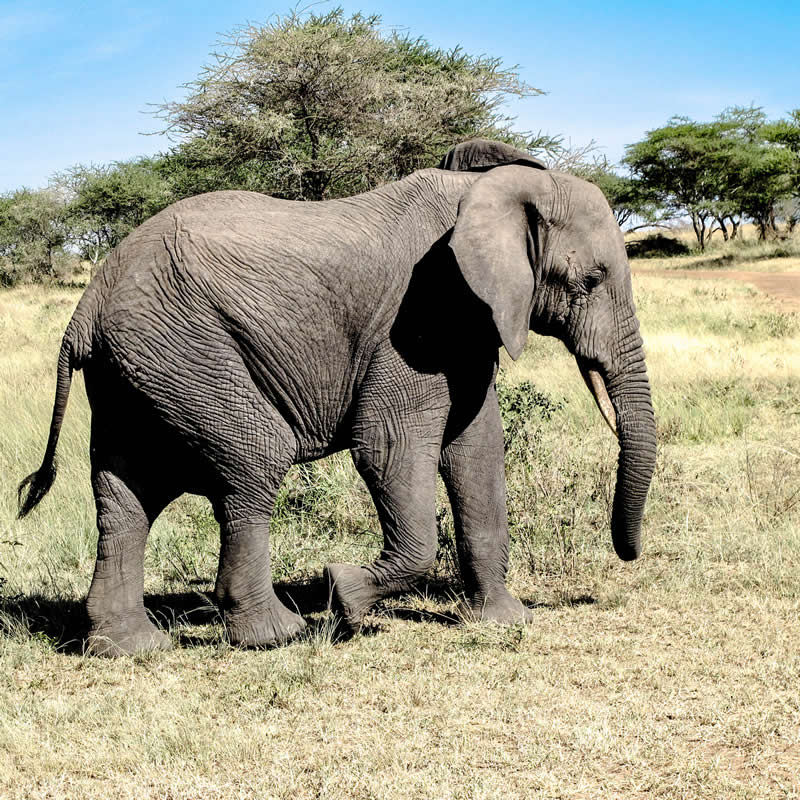 Gurushots Amazzing Annimals Winners Photo Challenge