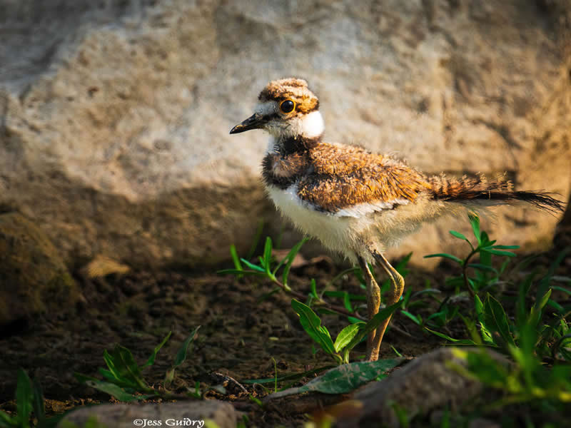 Gurushots Amazzing Annimals Winners Photo Challenge