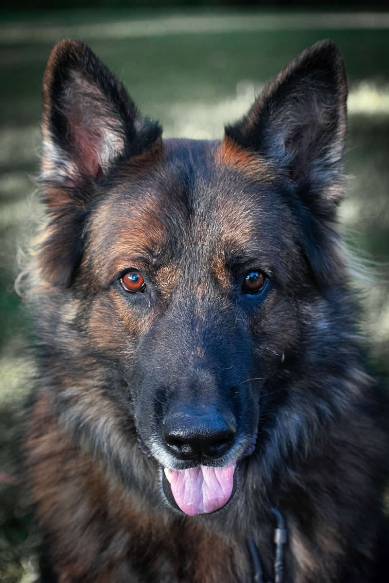 Gurushots Amazzing Annimals Winners Photo Challenge