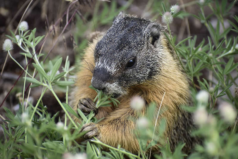 Gurushots Amazzing Annimals Winners Photo Challenge