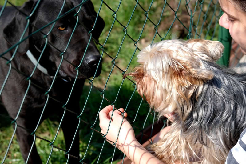 Gurushots Amazzing Annimals Winners Photo Challenge