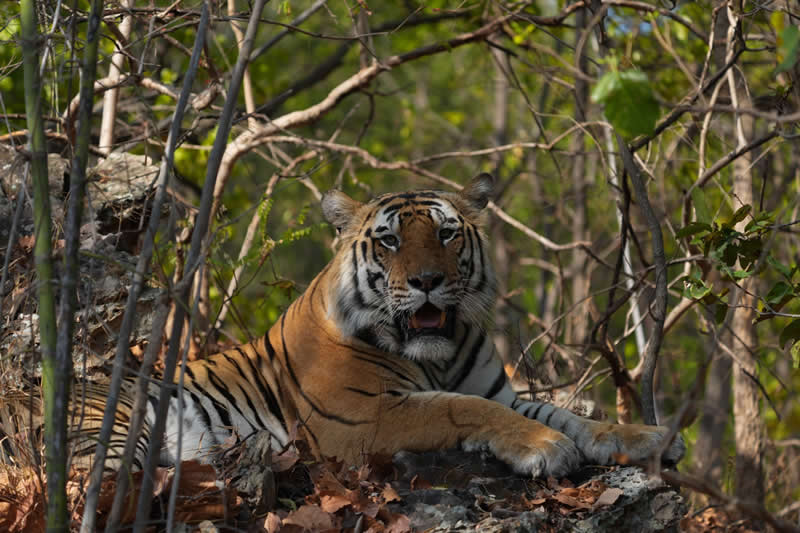 Gurushots Amazzing Annimals Winners Photo Challenge