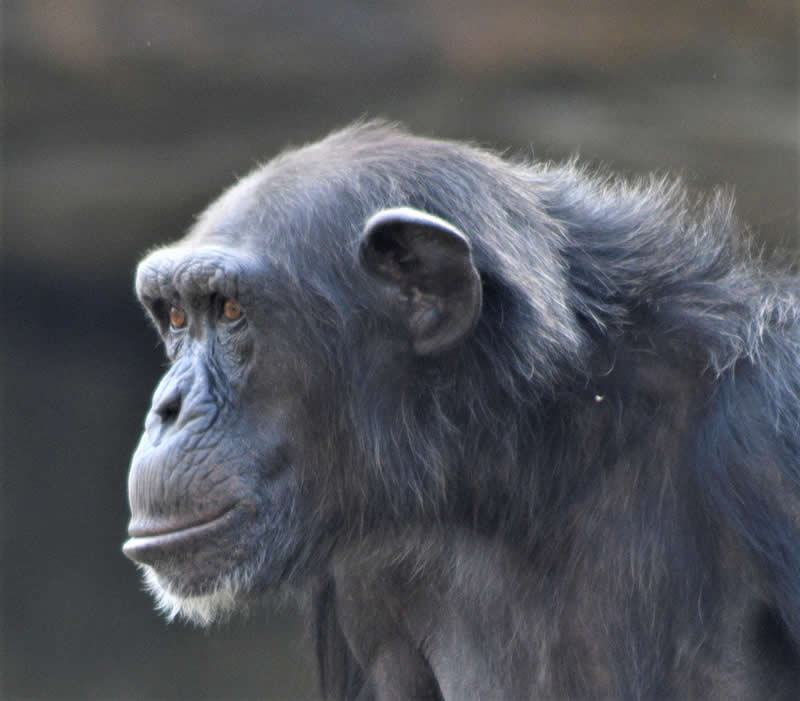 Gurushots Amazzing Annimals Winners Photo Challenge