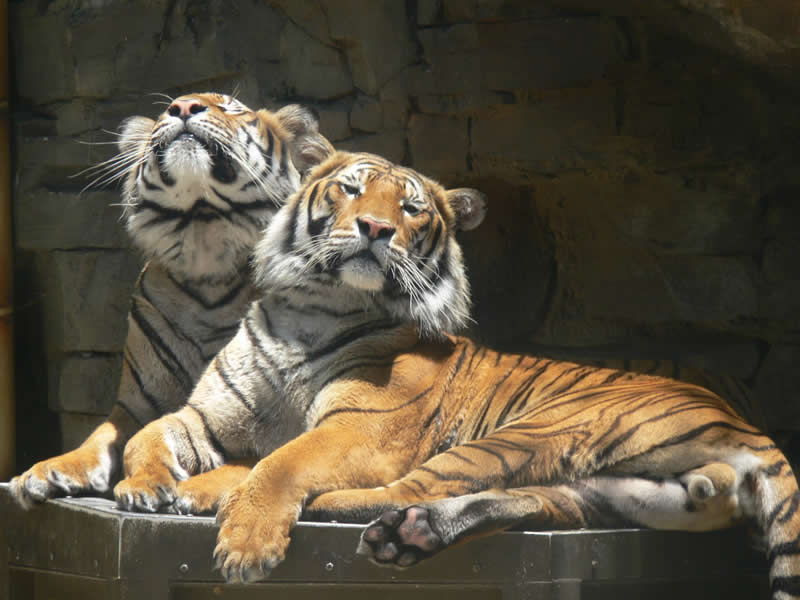 Gurushots Amazzing Annimals Winners Photo Challenge