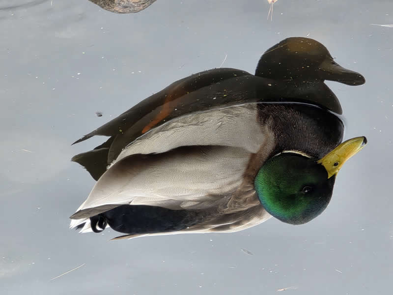 Gurushots Amazzing Annimals Winners Photo Challenge