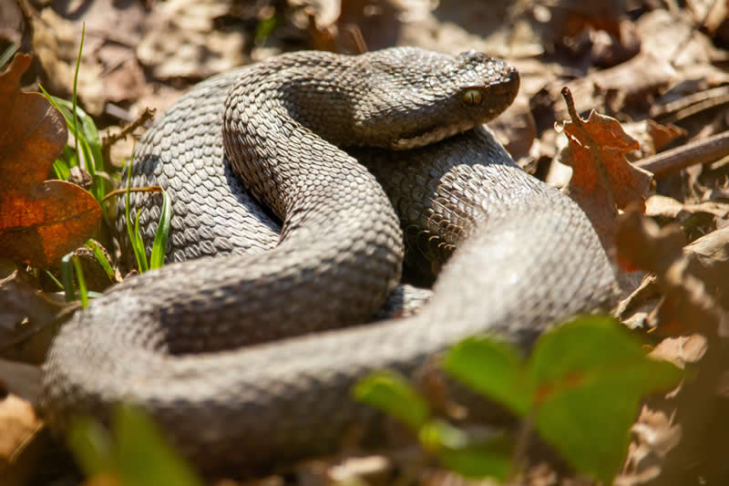 Gurushots Amazzing Annimals Winners Photo Challenge