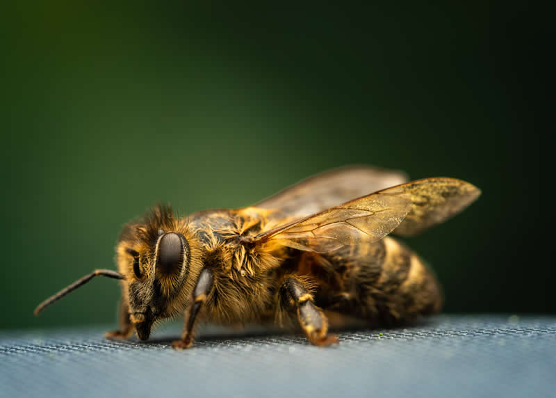 Gurushots Amazzing Annimals Winners Photo Challenge