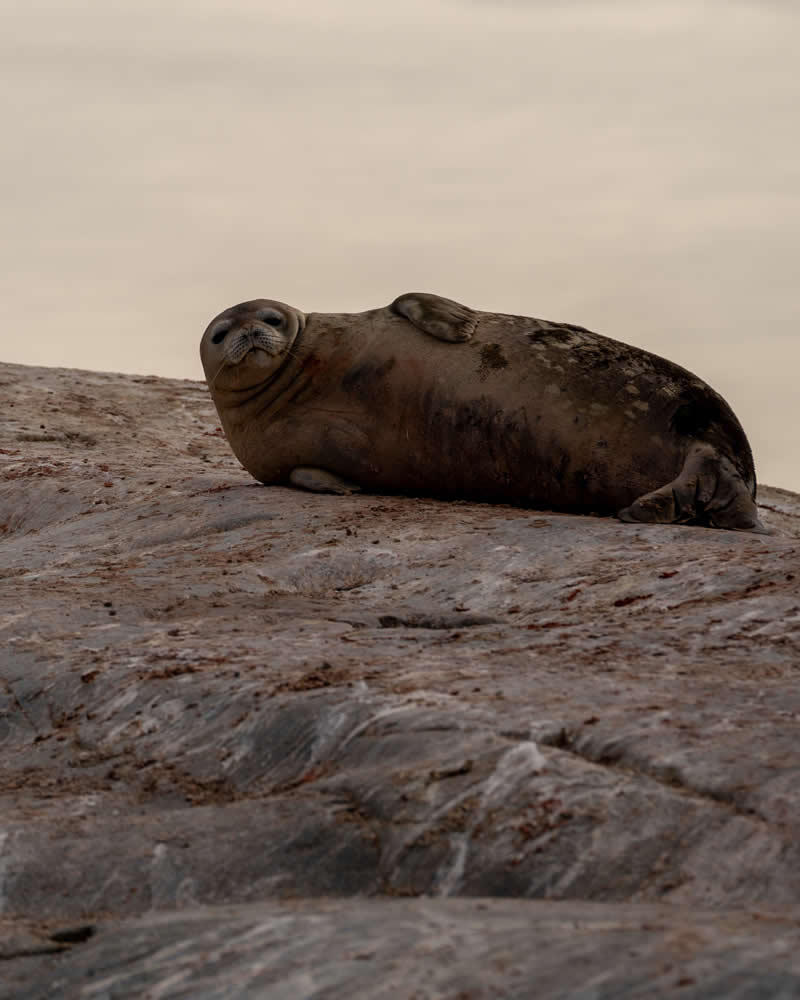 Gurushots Amazzing Annimals Winners Photo Challenge