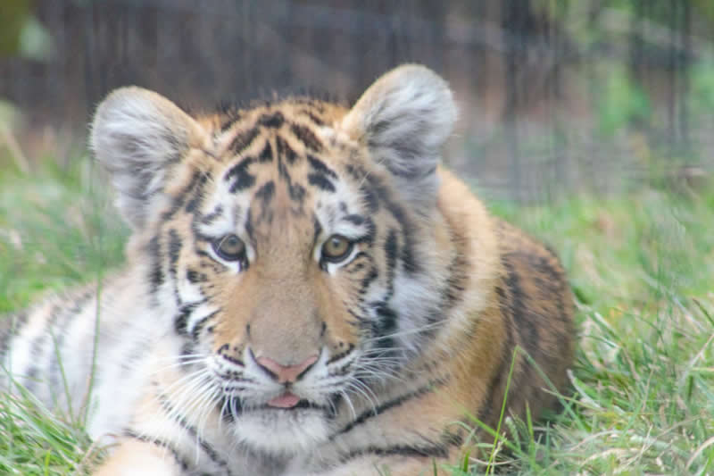 Gurushots Amazzing Annimals Winners Photo Challenge