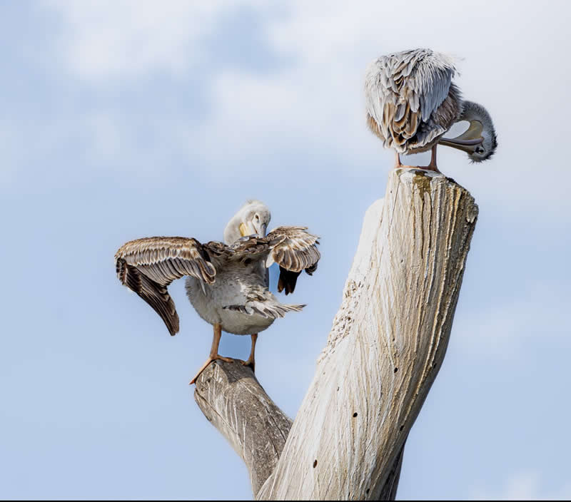 Gurushots Amazzing Annimals Winners Photo Challenge