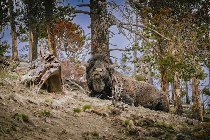 Gurushots Amazzing Annimals Winners Photo Challenge