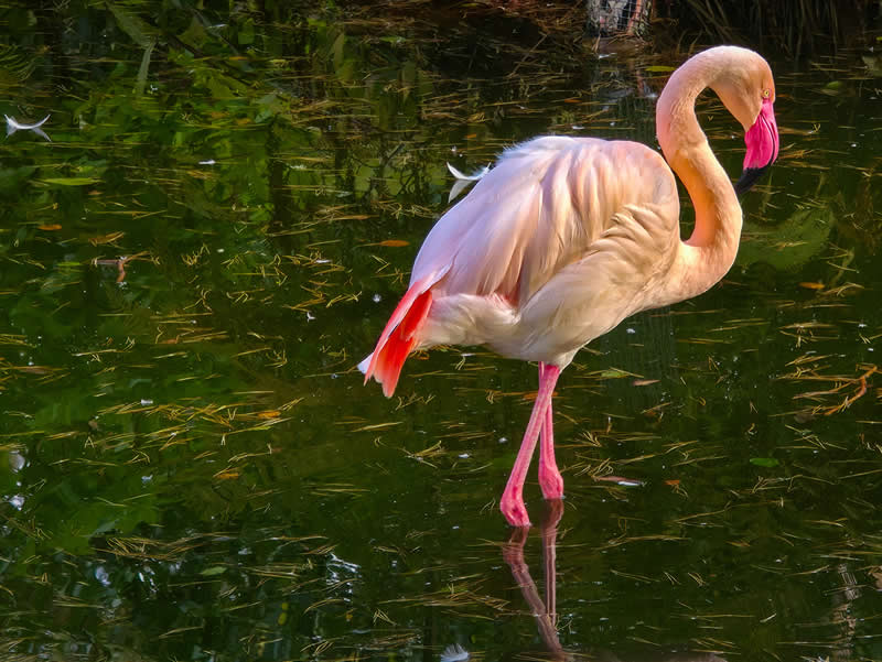 Gurushots Amazzing Annimals Winners Photo Challenge