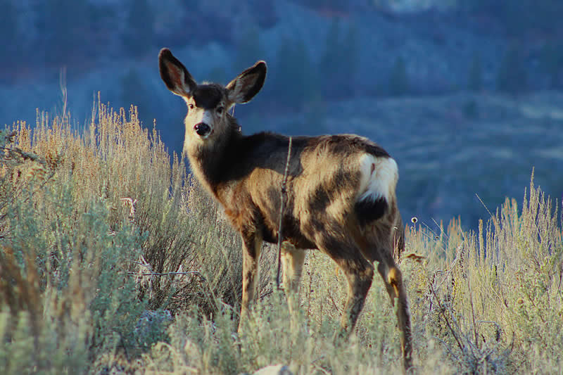 Gurushots Amazzing Annimals Winners Photo Challenge