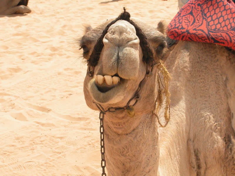 Gurushots Amazzing Annimals Winners Photo Challenge