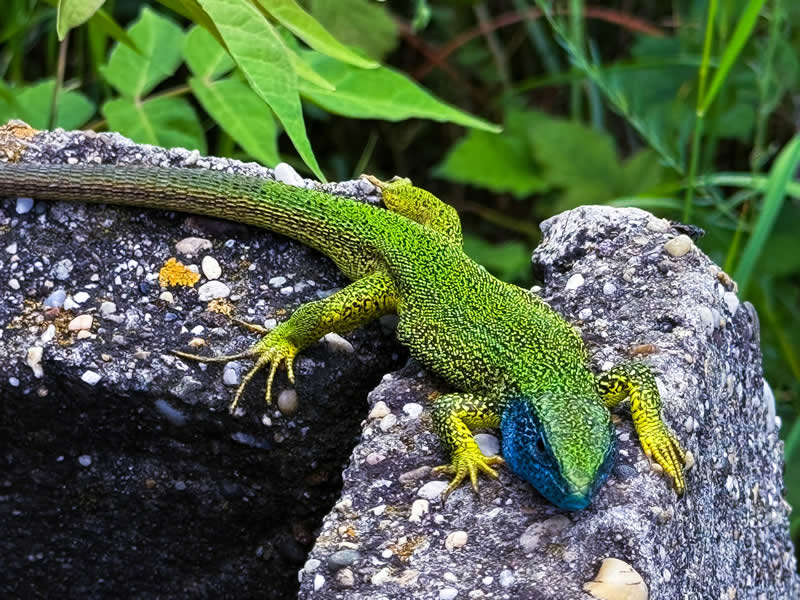 Gurushots Amazzing Annimals Winners Photo Challenge