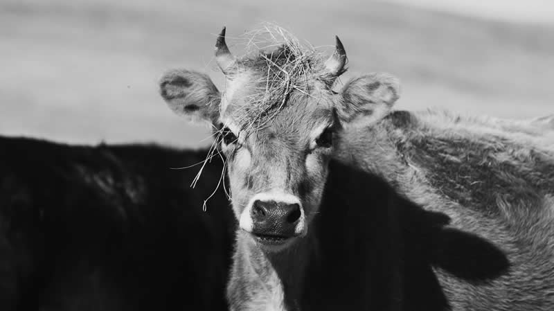 Gurushots Amazzing Annimals Winners Photo Challenge