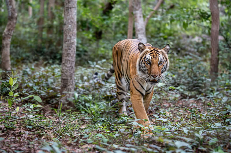 Gurushots Amazzing Annimals Winners Photo Challenge