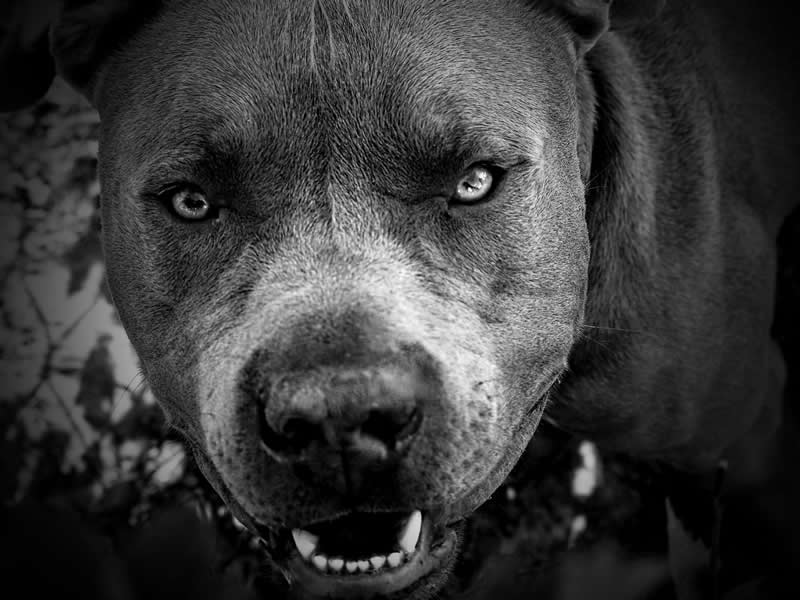 Gurushots Amazzing Annimals Winners Photo Challenge