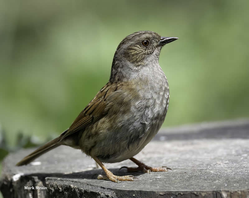 Gurushots Amazzing Annimals Winners Photo Challenge