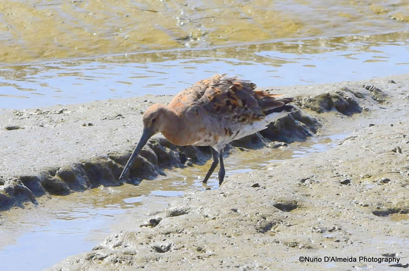 Gurushots Amazzing Annimals Winners Photo Challenge