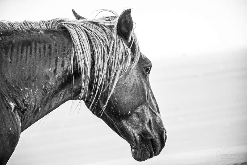 Gurushots Amazzing Annimals Winners Photo Challenge