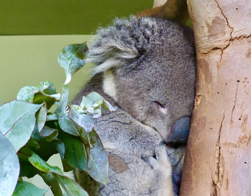 Gurushots Amazzing Annimals Winners Photo Challenge