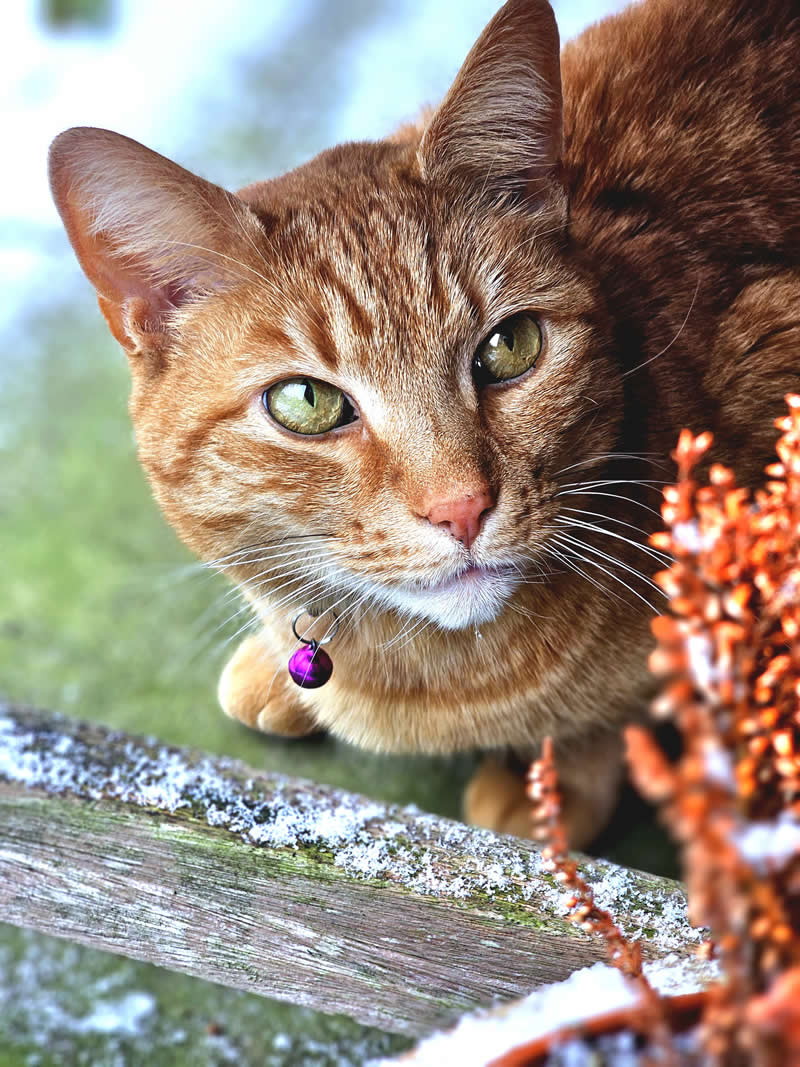 Gurushots Amazzing Annimals Winners Photo Challenge