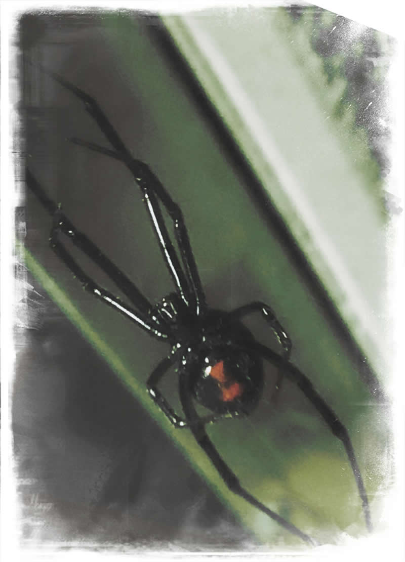 Gurushots Amazzing Annimals Winners Photo Challenge