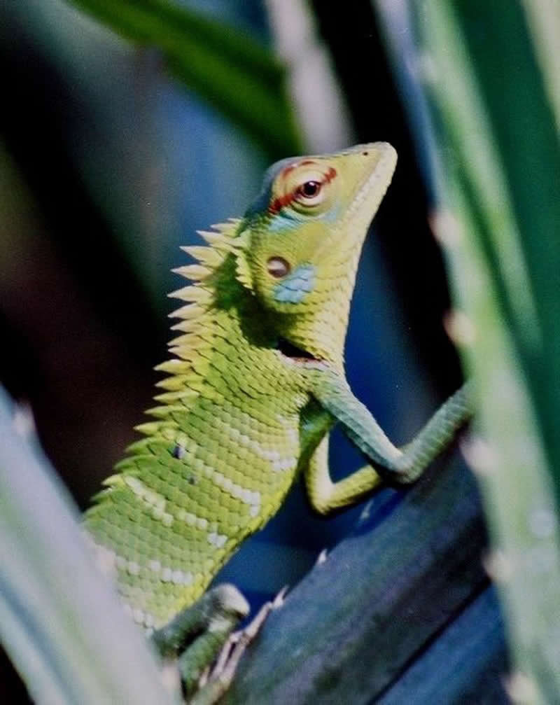 Gurushots Amazzing Annimals Winners Photo Challenge