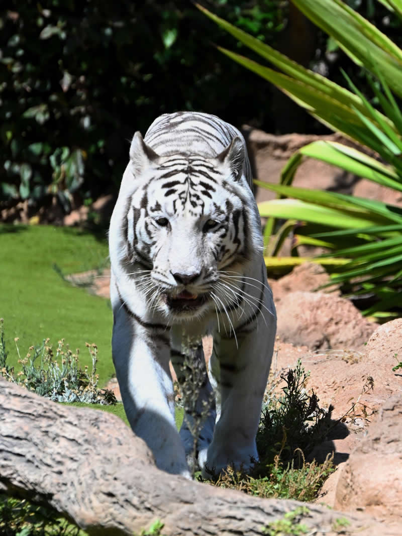 Gurushots Amazzing Annimals Winners Photo Challenge