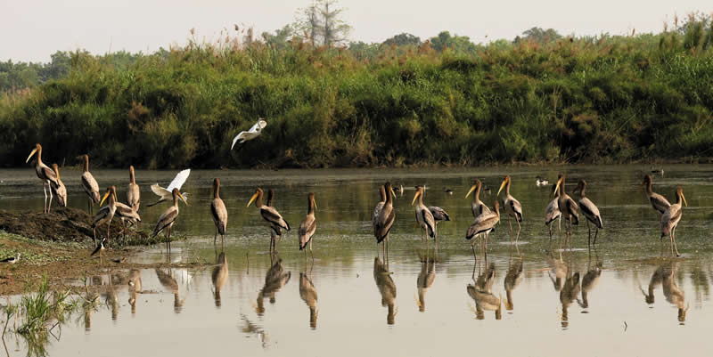 Gurushots Amazzing Annimals Winners Photo Challenge