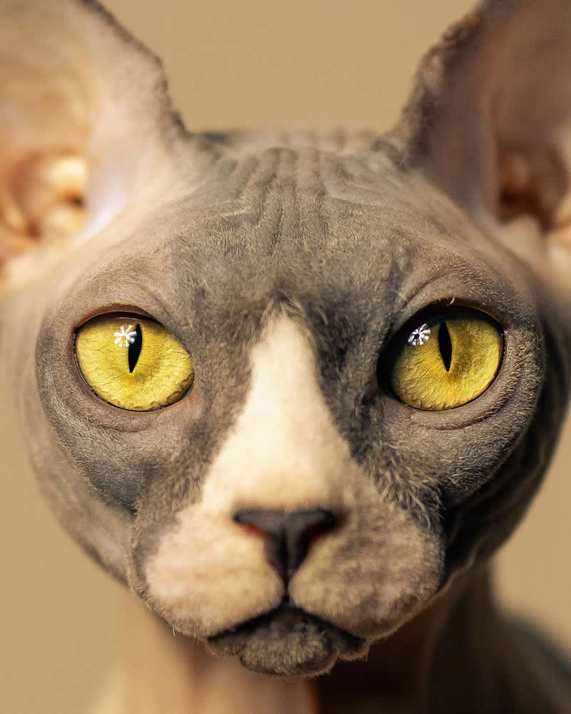 Gurushots Amazzing Annimals Winners Photo Challenge