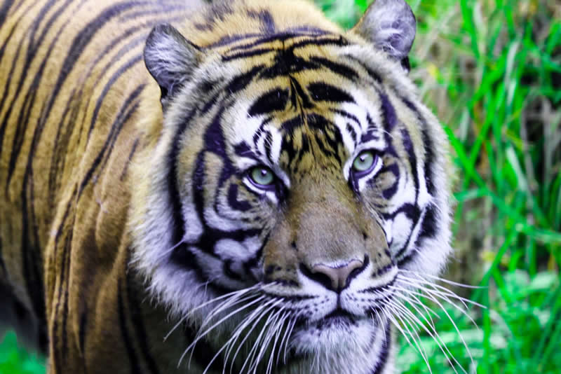 Gurushots Amazzing Annimals Winners Photo Challenge