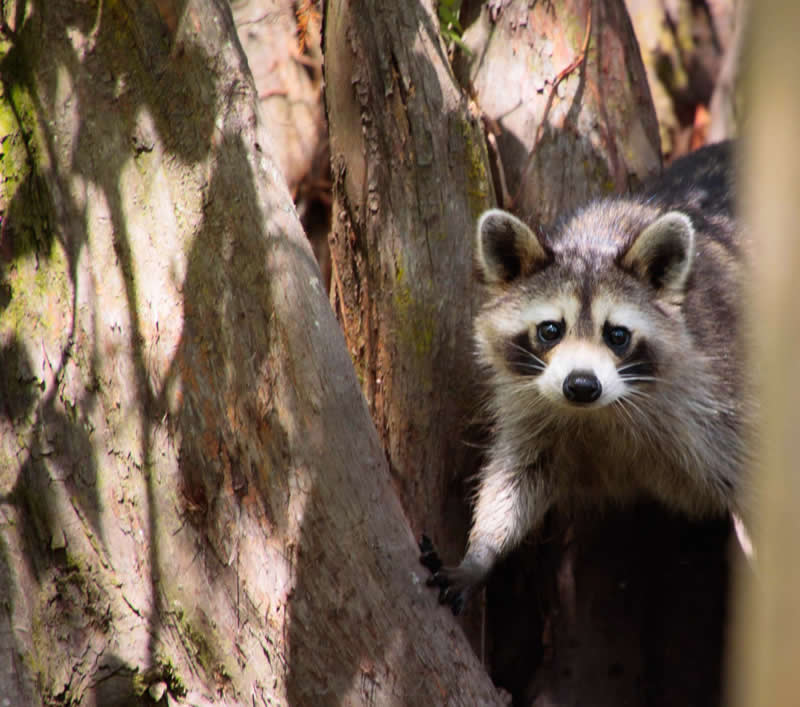 Gurushots Amazzing Annimals Winners Photo Challenge