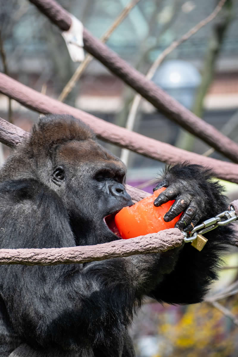 Gurushots Amazzing Annimals Winners Photo Challenge