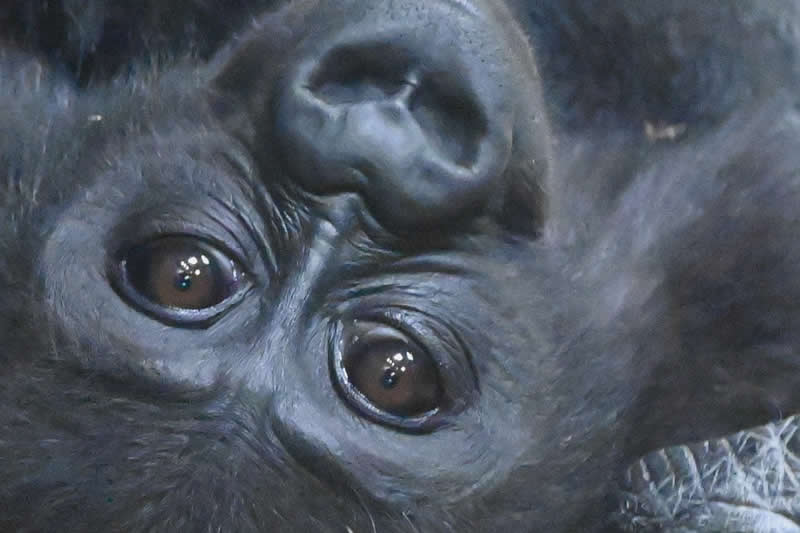 Gurushots Amazzing Annimals Winners Photo Challenge