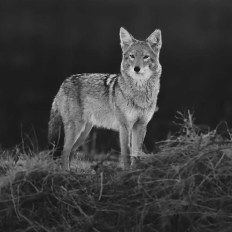 Gurushots Amazzing Annimals Winners Photo Challenge