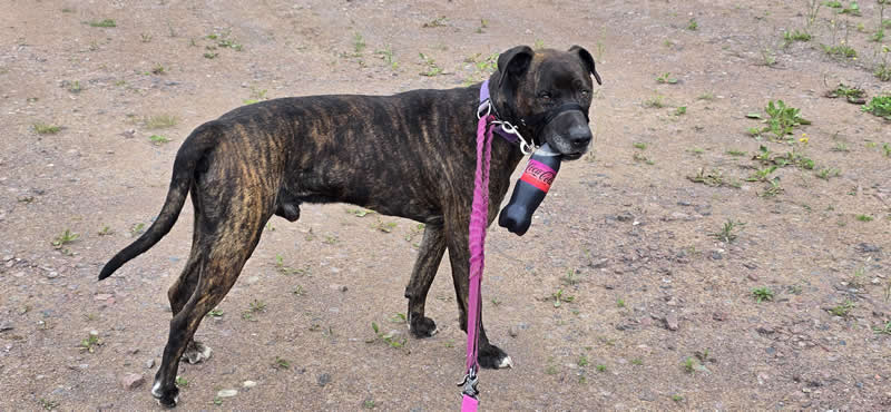 Gurushots Amazzing Annimals Winners Photo Challenge