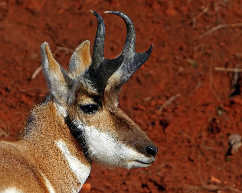 Gurushots Amazzing Annimals Winners Photo Challenge