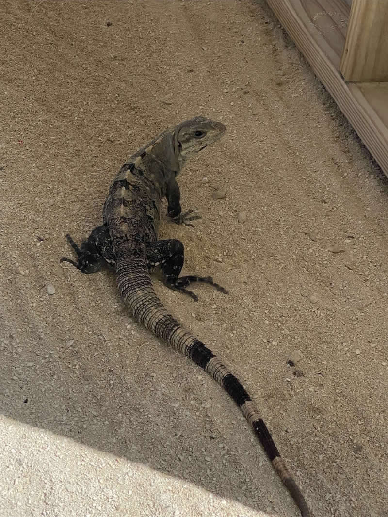 Gurushots Amazzing Annimals Winners Photo Challenge