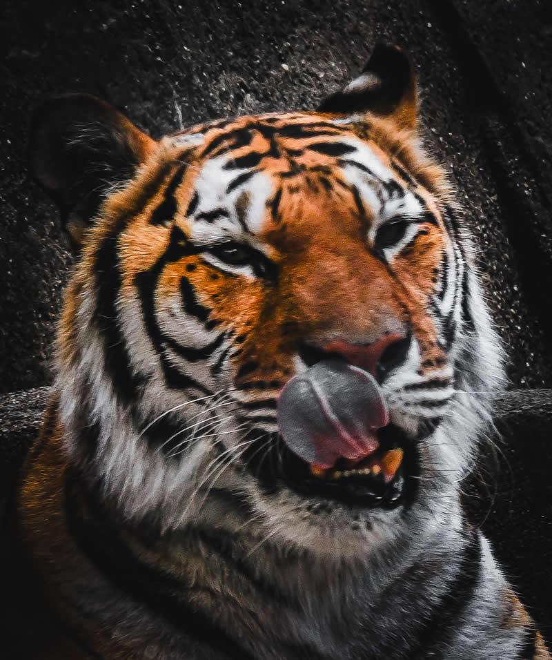 Gurushots Amazzing Annimals Winners Photo Challenge